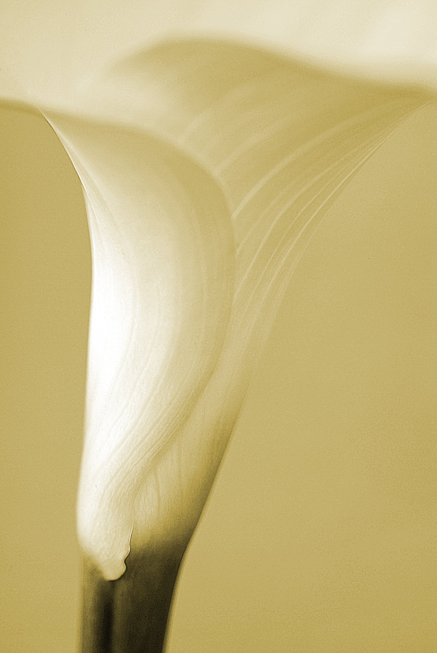 Hand & Body Wash #02